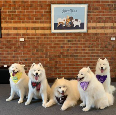 canine bowen therapy