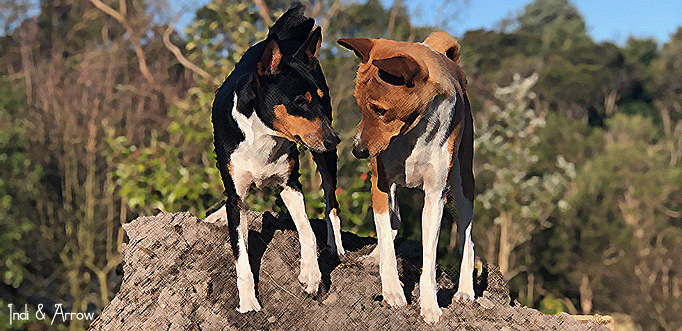 bowen therapy for pets