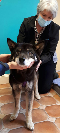 Peppa the Dingo receiving Bowen therapy