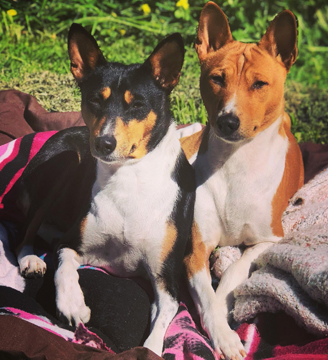 My dogs