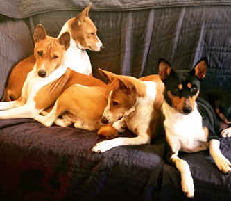 our dogs