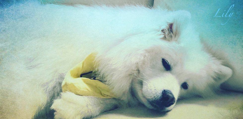 holistic dogs